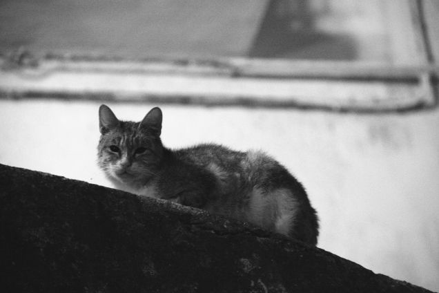 accucciato al fresco