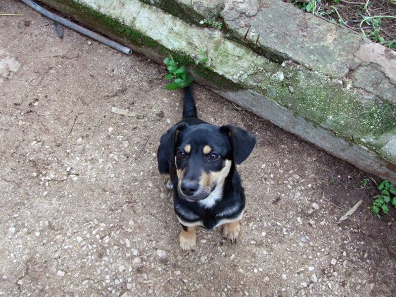 Cucciola cerca casa!