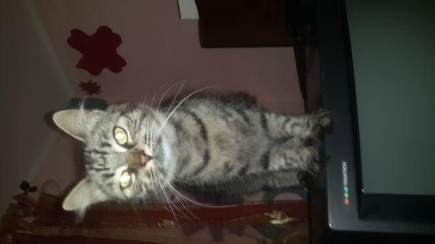 Passeggiata sulla tv