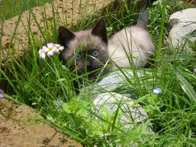 Cookie tra i fiori