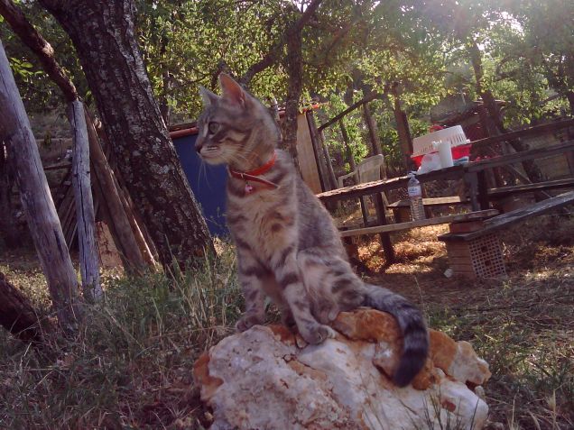  maily in campagna