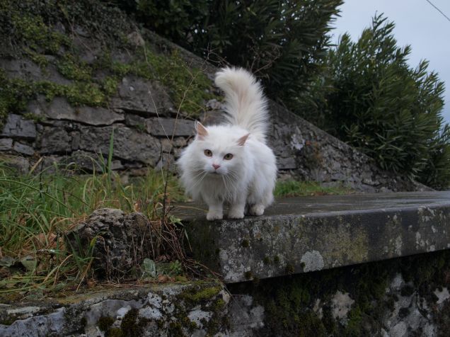 Le chat blanc