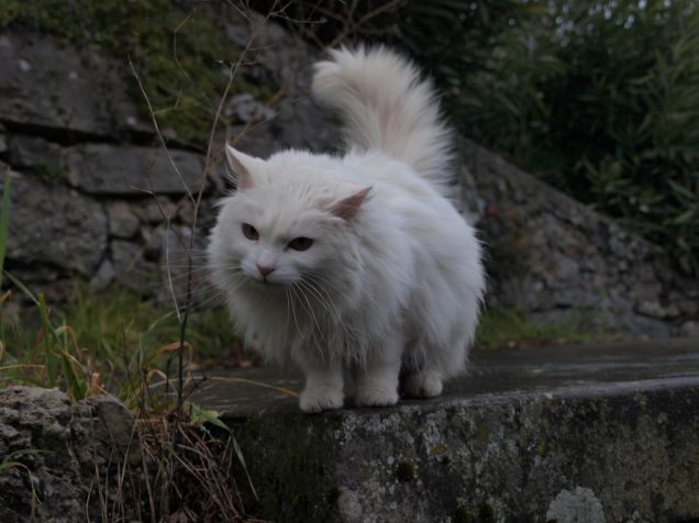 Il gatto bianco