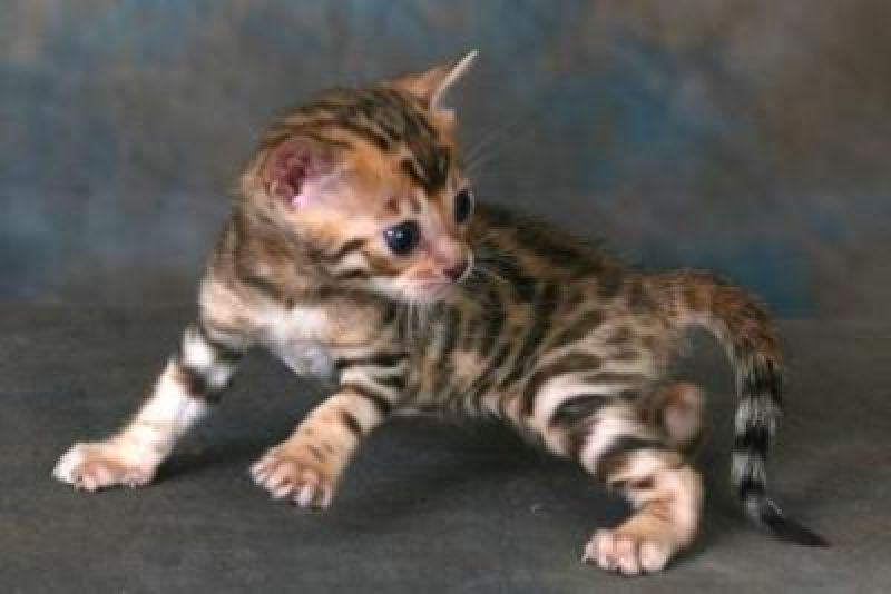 cerco gattina bengal 2-3 mesi