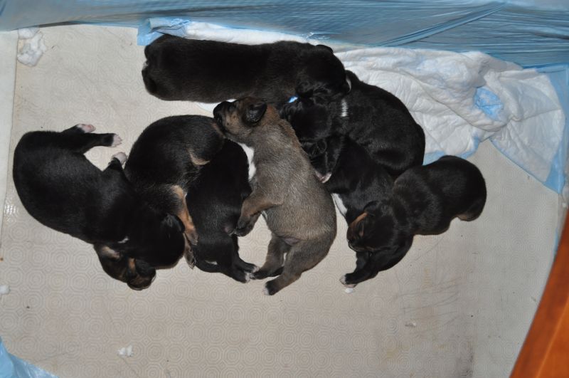 Cuccioli meticci cercano famiglia 