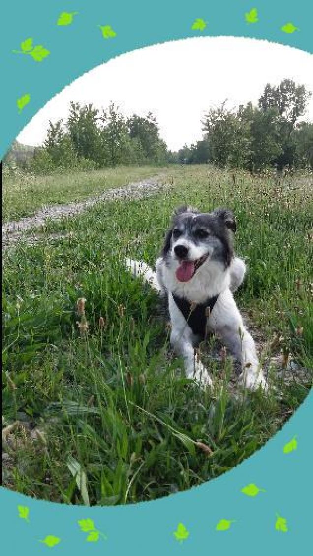 Nanà il cane da bosco