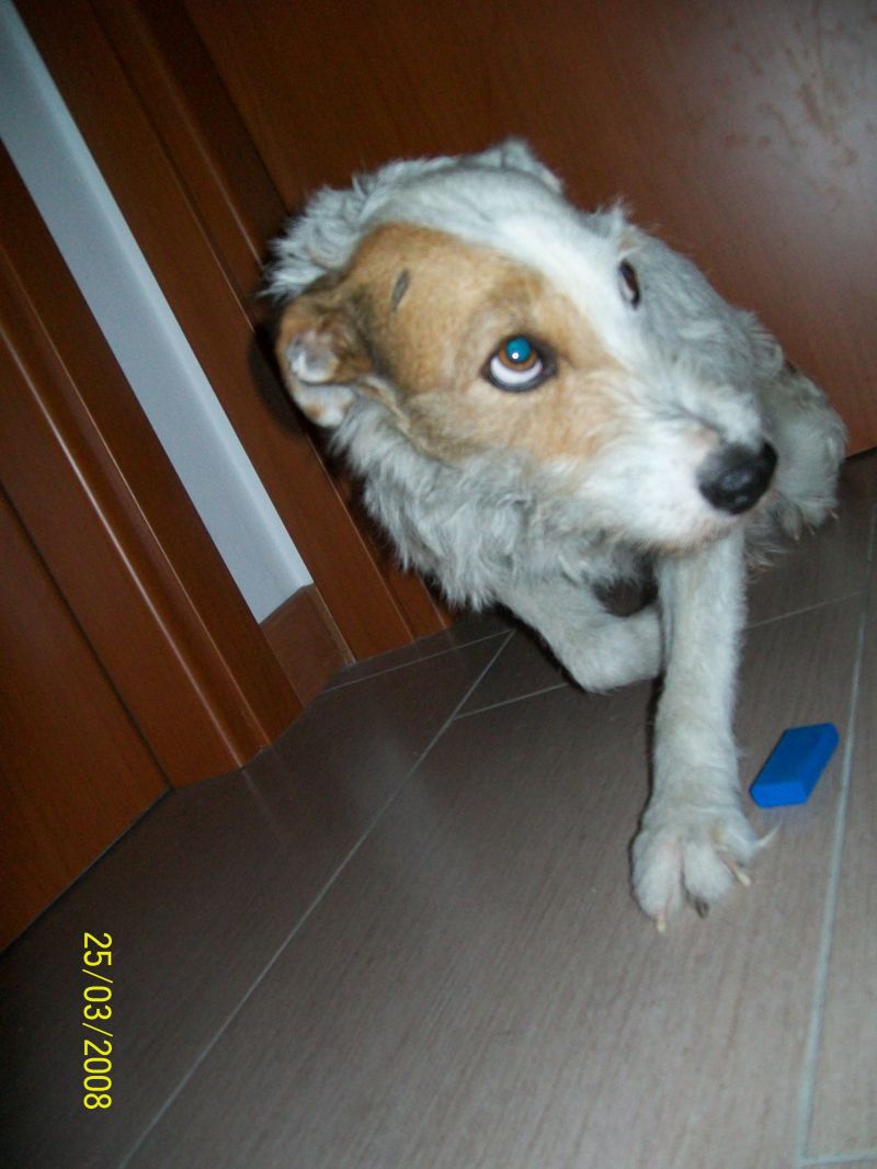 parson jack russel adulto regalo urgentemente