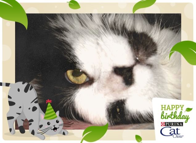 #HappyBirthdayCatChow da Vega