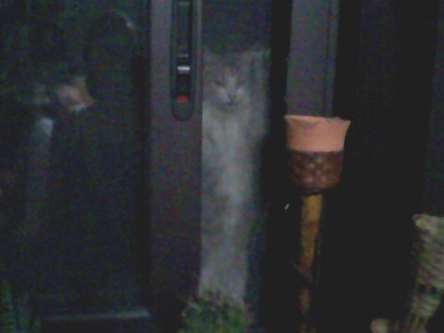 lilly che vuole entrare dalla finestra!!!
