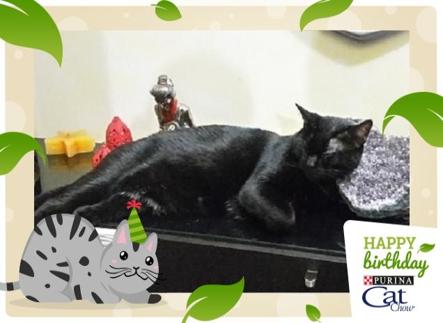 Mad e il cuscino strano