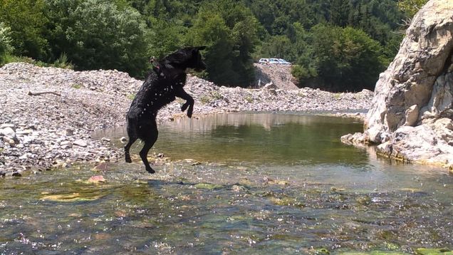 Girovagando su e giù per i boschi 