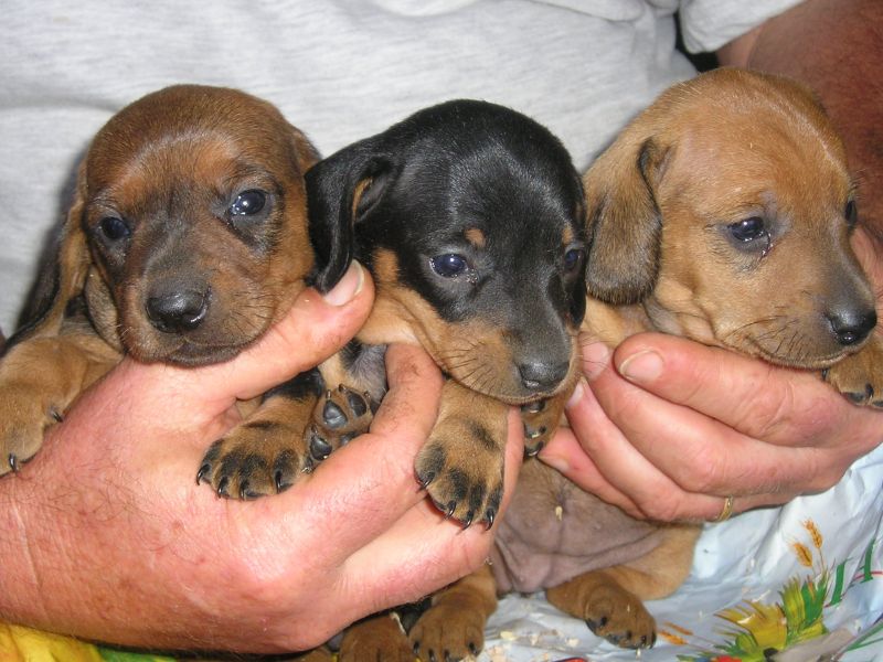 cuccioli bassotto nano