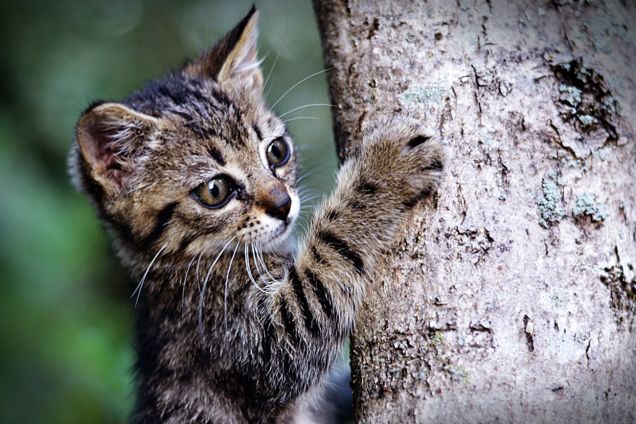 Micina giocando sull'albero