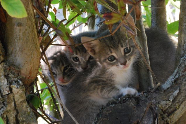 Tre gattini dolci e curiosi 