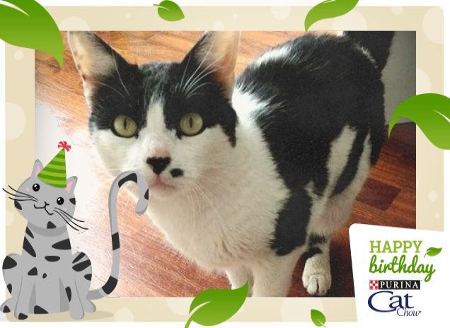 Mirtilla la gattina impertinente