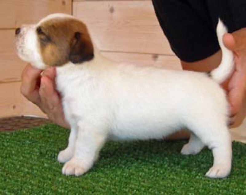 Jack Russell CUCCIOLO DISPONIBILE pedigree ROI