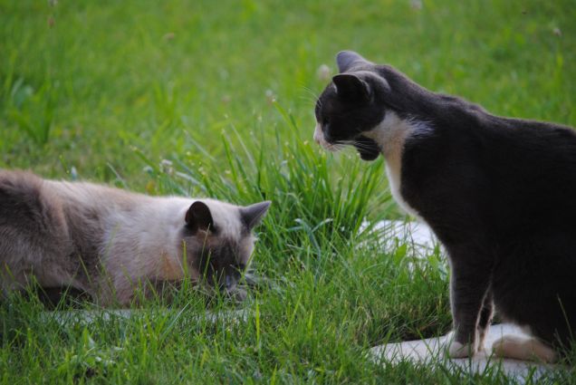 SVEGLIAAAAAAAAAAAAAAAA