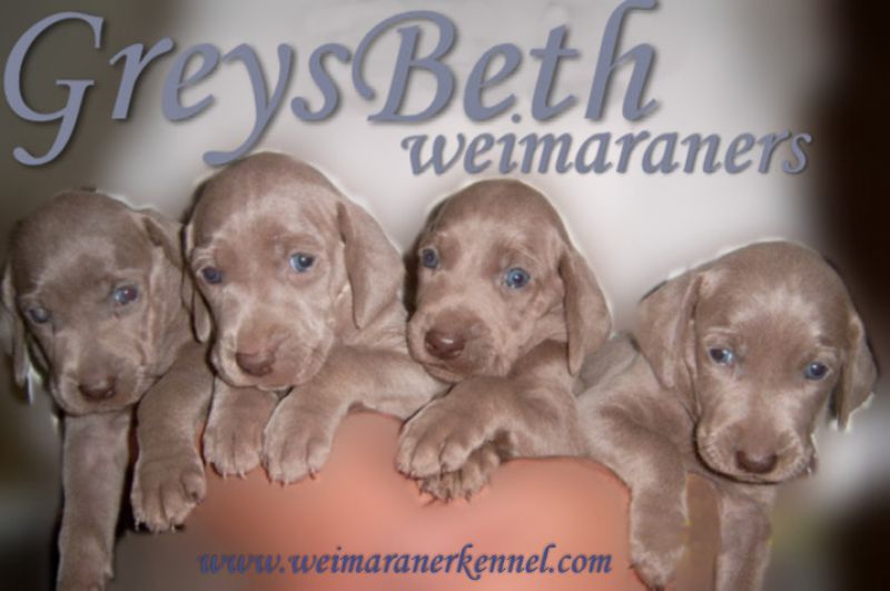 weimaraner cuccioli