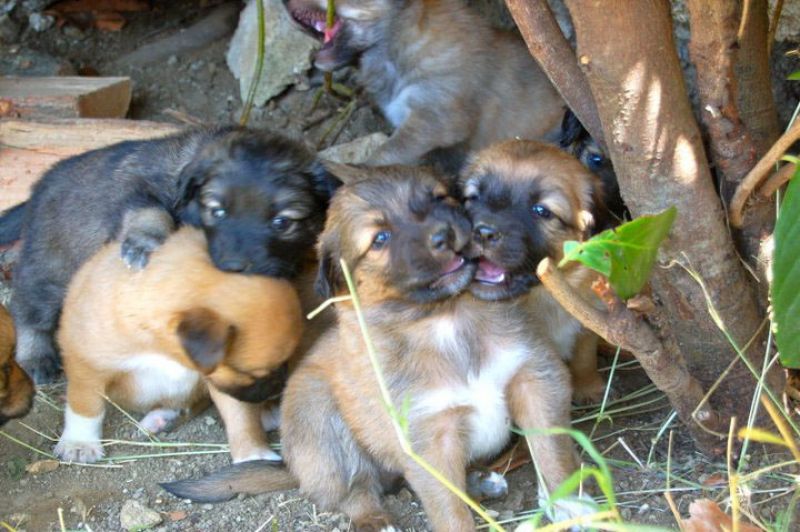 regalo cuccioli  pura razza meticcia