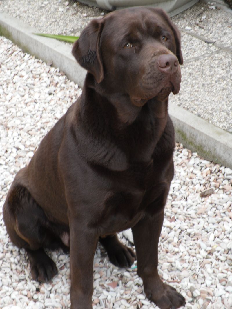 Cerco Femmina Labrador per accoppiamento