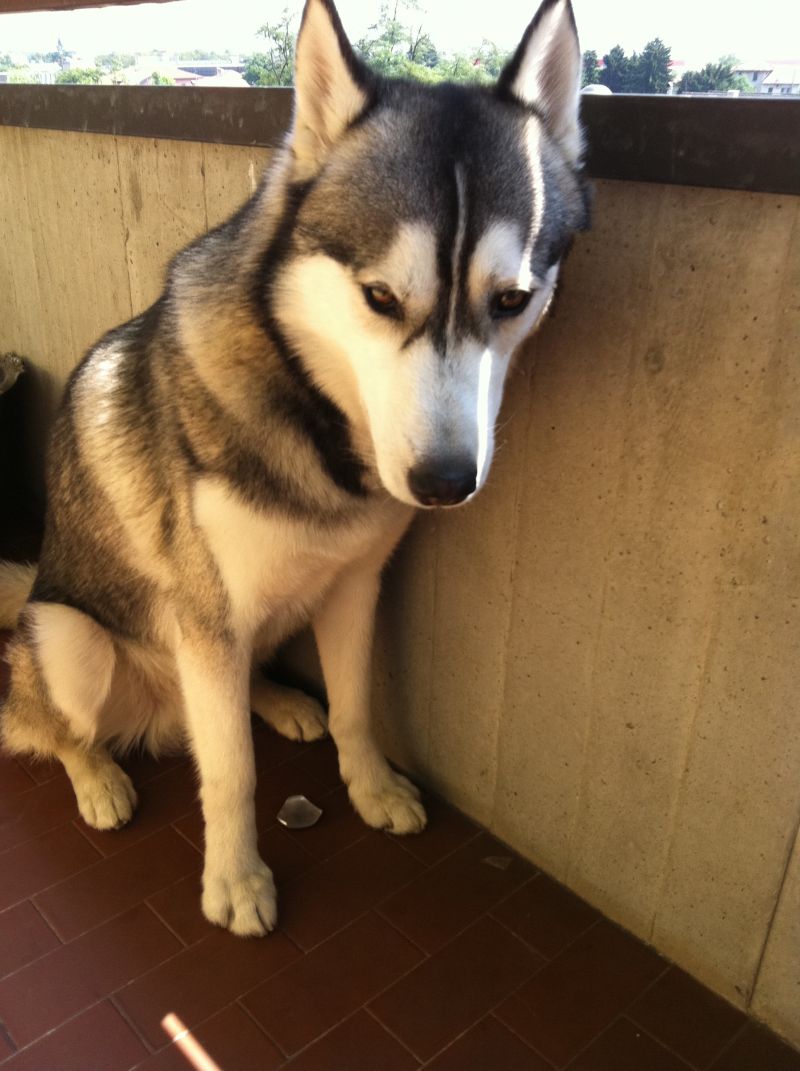 Vendo 100 euro Husky bellissimo di un anno 