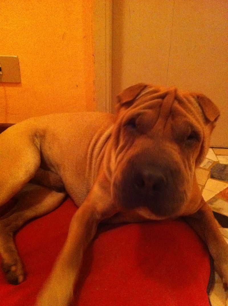 REGALO SHARPEI CON PEDIGREE