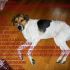 HARRIS NO GATTI POINTER MAX 4 ANNI SOLO CENTRO NOR