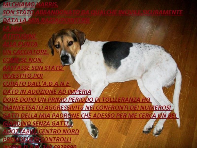 HARRIS NO GATTI POINTER MAX 4 ANNI SOLO CENTRO NOR