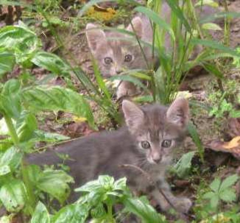 gattini tigrotti cercano casa