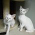 gattina siamese orientale wireign white