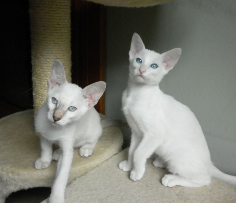 gattina siamese orientale wireign white