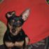 Pinscher maschio vorrebbe dei cuccioli