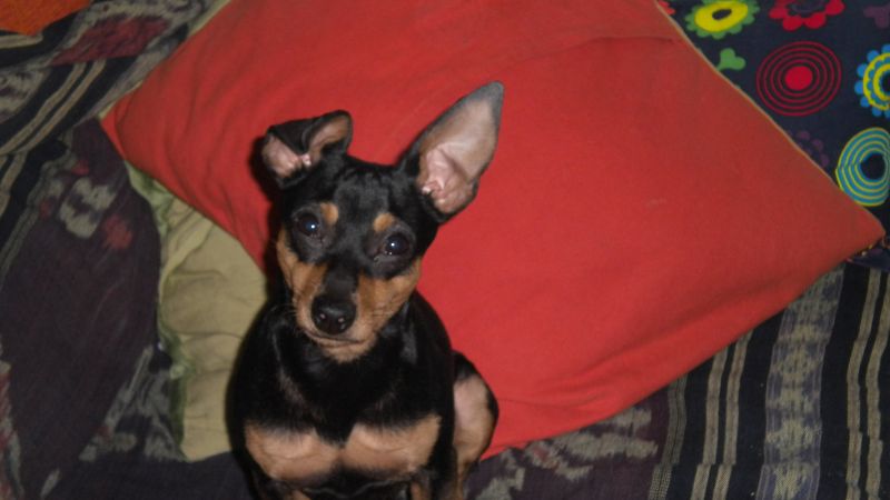 Pinscher maschio vorrebbe dei cuccioli