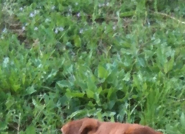 piu furbo di cosi... foxy