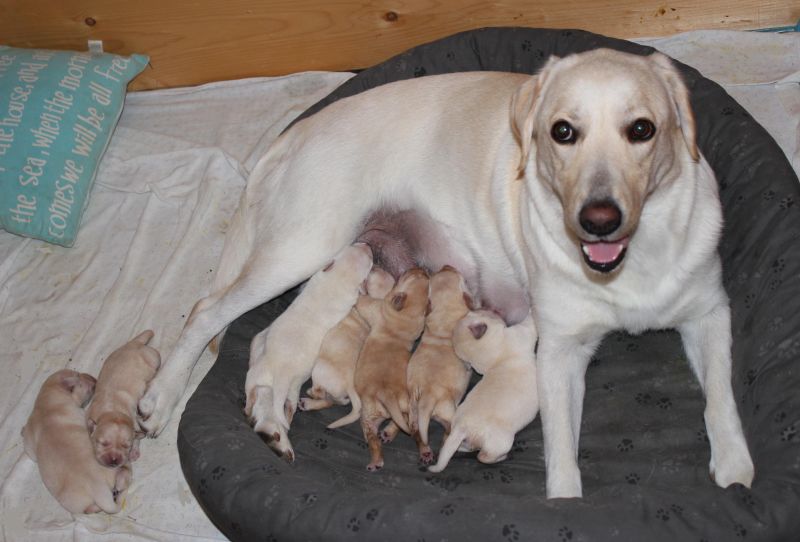 splendida cucciolata di Labrador