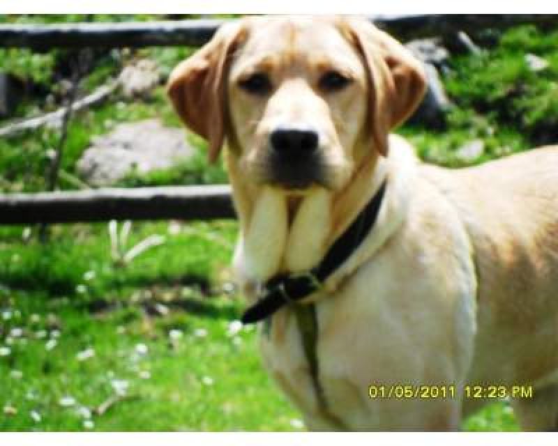 labrador con pedigree disponibile x monte