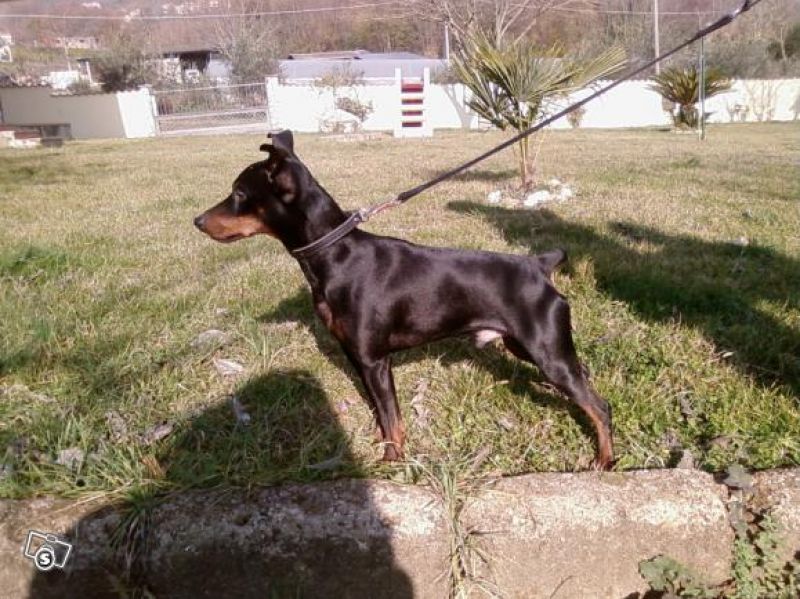 cuccioli pinscher nano