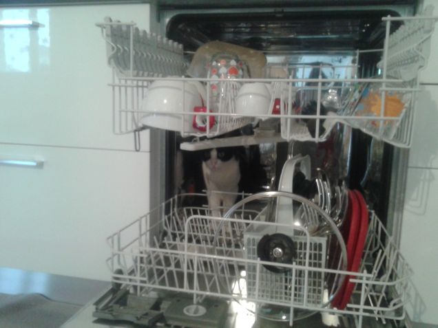 Felix, il mio gatto pazzoide