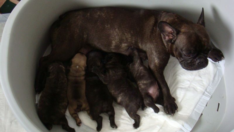 Cuccioli Bouledogue Francese