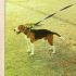 vendo cucciolo beagle con pedigree