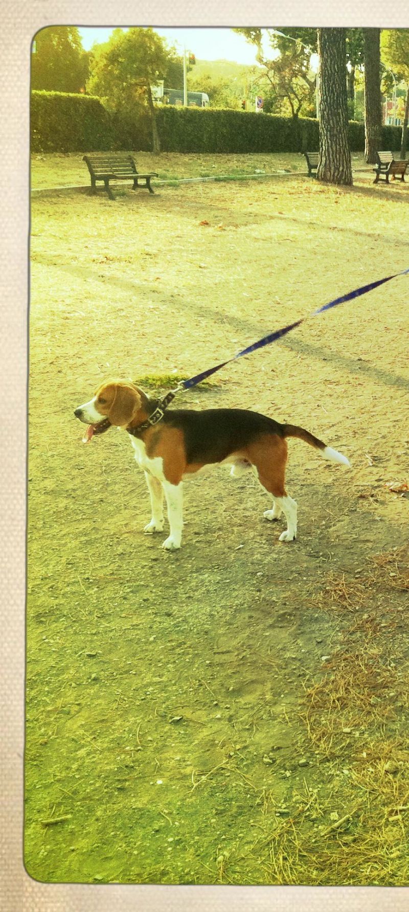 vendo cucciolo beagle con pedigree