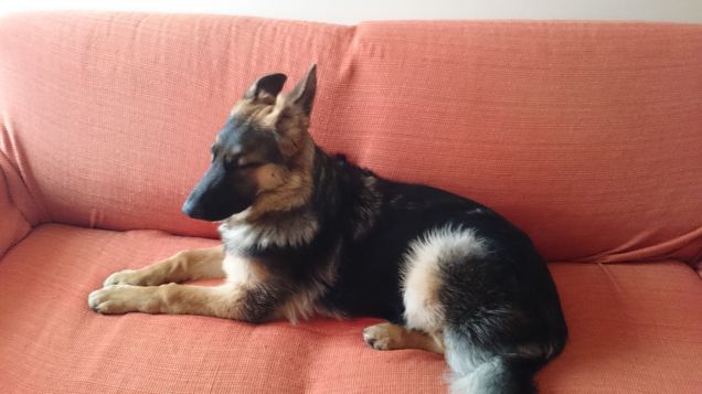 Il divano è mio!!!!