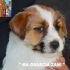 Jack Russell Terrier - Cuccioli Altamente Selezionati