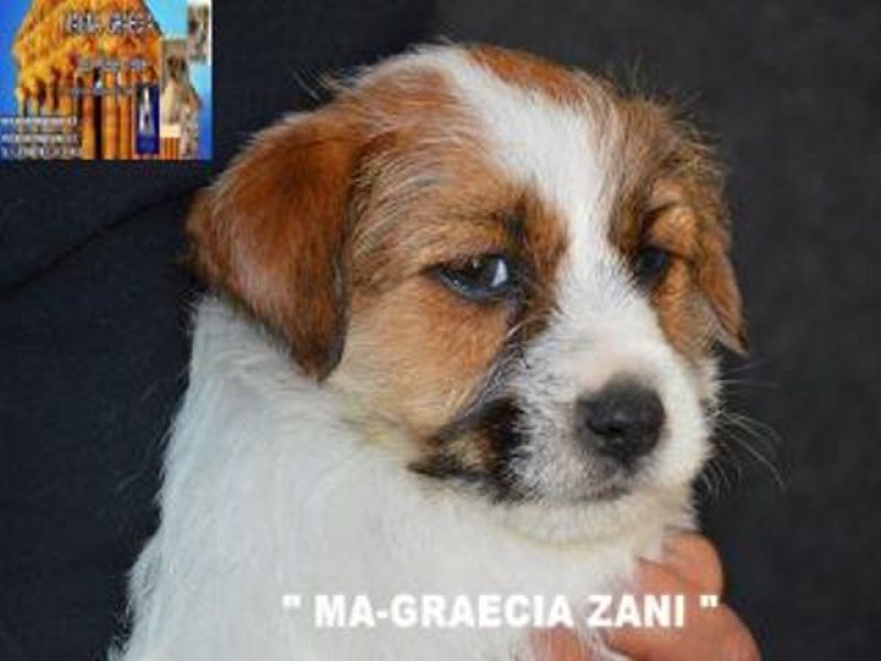 Jack Russell Terrier - Cuccioli Altamente Selezionati