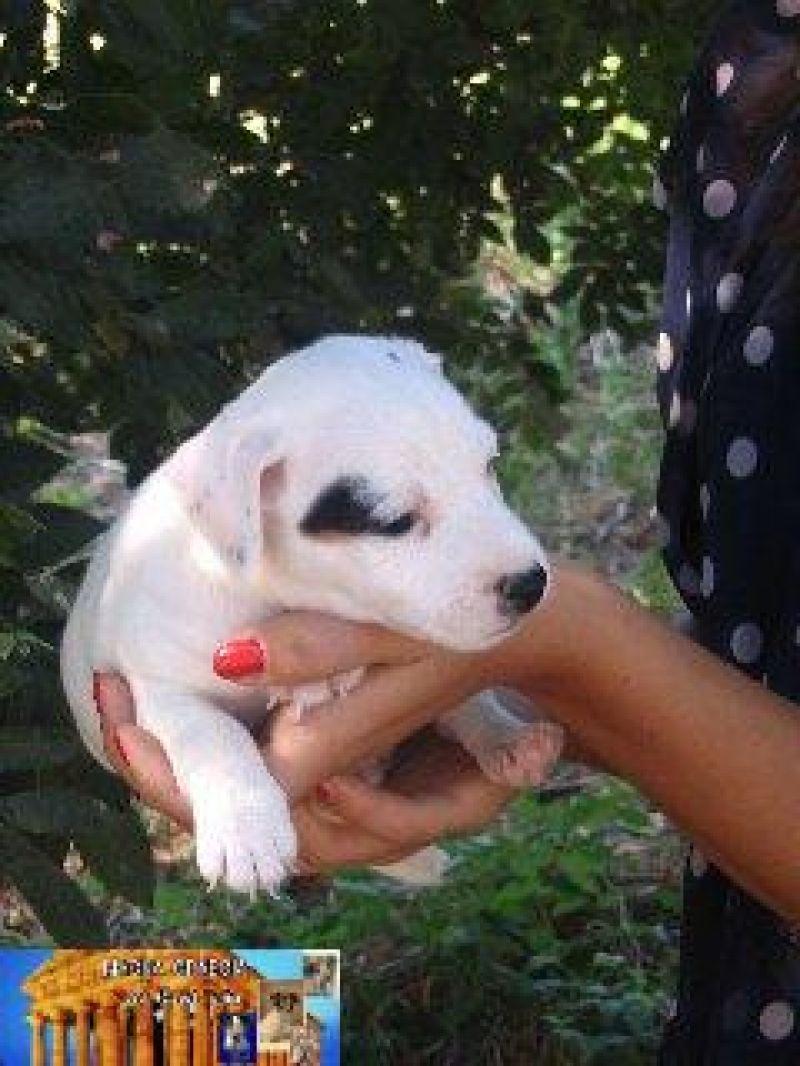 Cuccioli Jack Russell Terrier da Esposizione