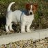 Cuccioli Selezionati Jack Russell Terrier-Pedegree ROI/ENCI figli diretti di Campioni