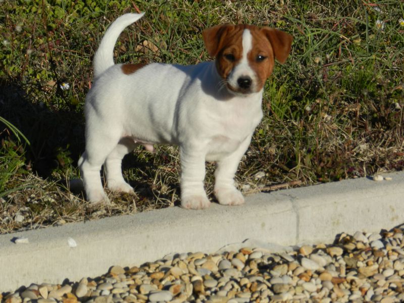 Cuccioli Selezionati Jack Russell Terrier-Pedegree ROI/ENCI figli diretti di Campioni