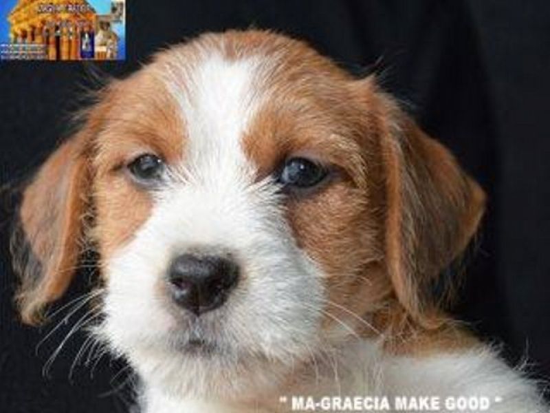 Jack Russell Terrier - Cuccioli Altamente Selezionati Figli Diretti di Pluricampioni di Bellezza/Riproduttori/Sociali