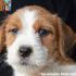 Jack Russell Terrier - Cuccioli Altamente Selezionati