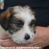 Jack Russell Terrier - Cuccioli Altamente Selezionati